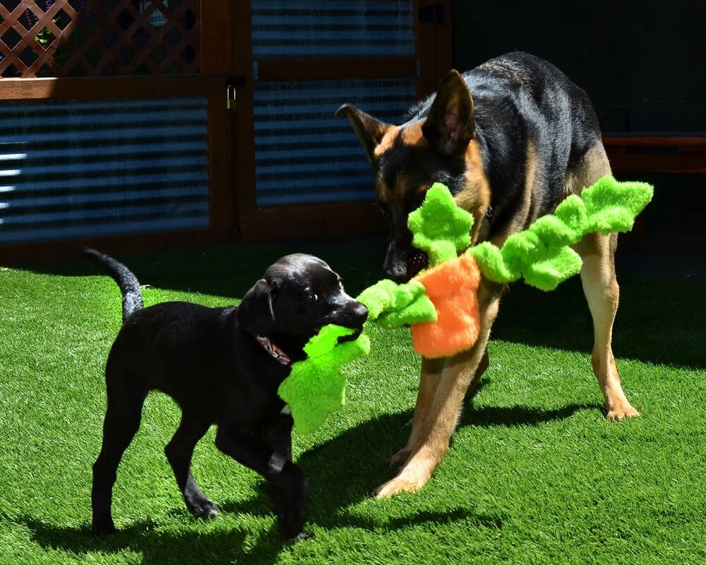 Cycle Dog Duraplush Unstuffed Springy Potted Ivy Eco-Friendly USA Dog Toy - Image 3